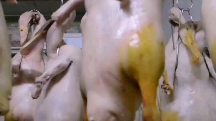 烤鸭前光鸭为什么要风干呢?#美食